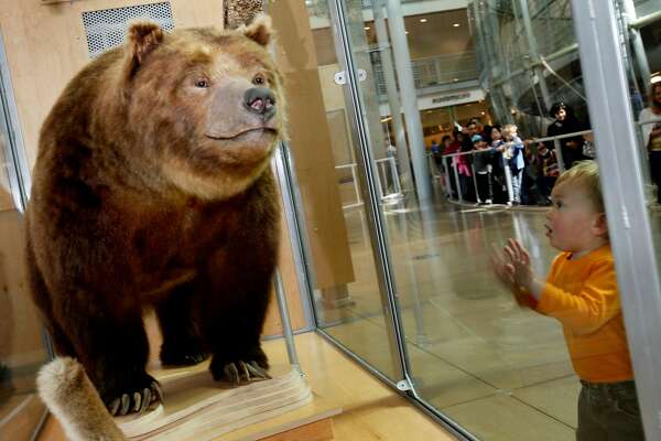 The Original Grizzly Adams Kept His Bears On A Chain In Sf
