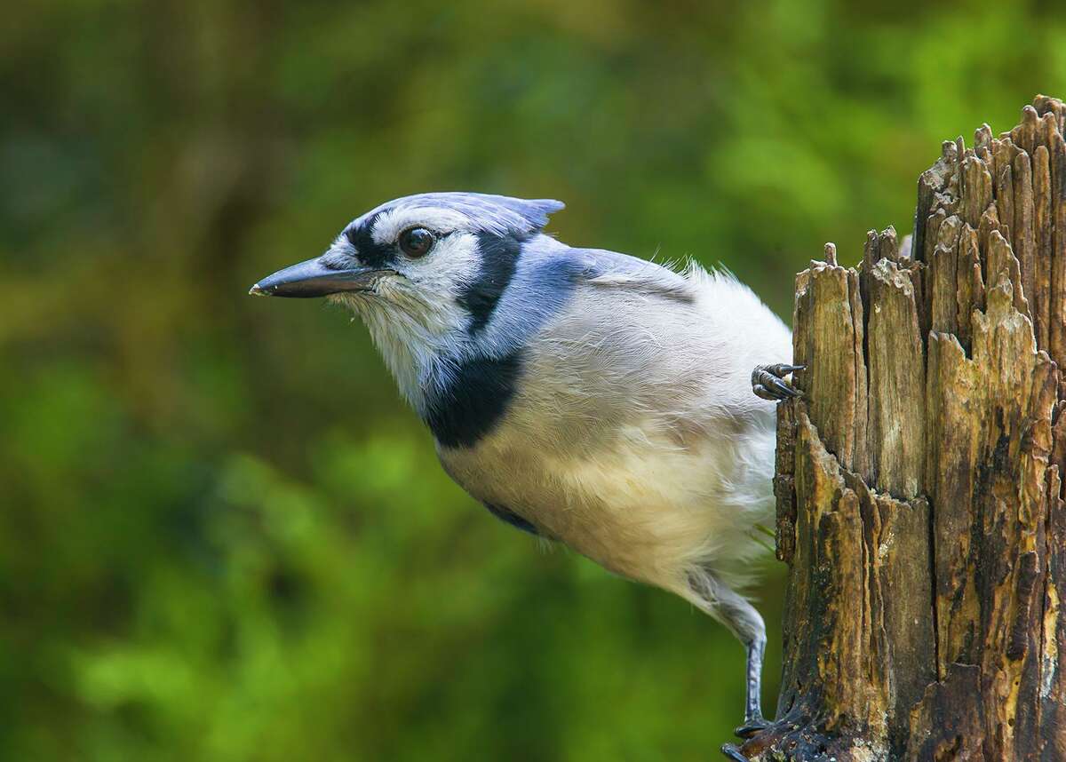 Summer is a good time to pause and enjoy nature. Listen to the blue jay’s two-noted call that sounds like a bell. Photo Credit: Kathy Adams Clark. Restricted use.