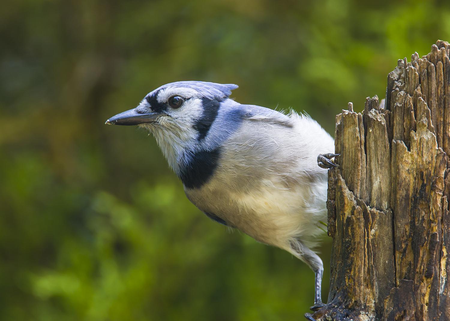 Blue Jays Have Beautiful Feathers