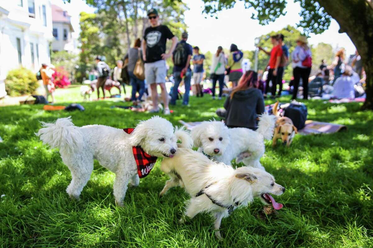 Special dogs have their day at San Francisco picnic for 3legged pups