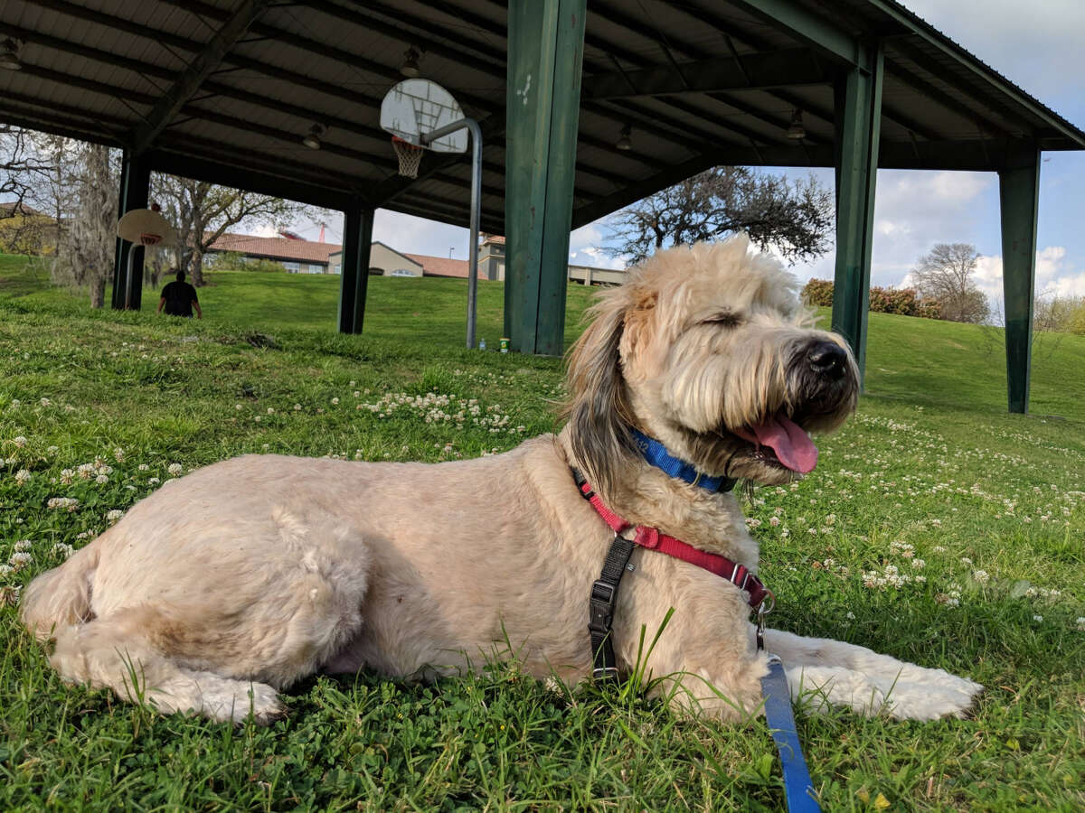 Houston Chronicle reporter Maggie Gordon's wheaten terrier, Teddy, was told "he's looking a little chubby" at a recent vet check-up. At 57 pounds, he's way over the average weight for his breed, and according to his vet, one of the 56 percent of American dogs who are overweight or obese.