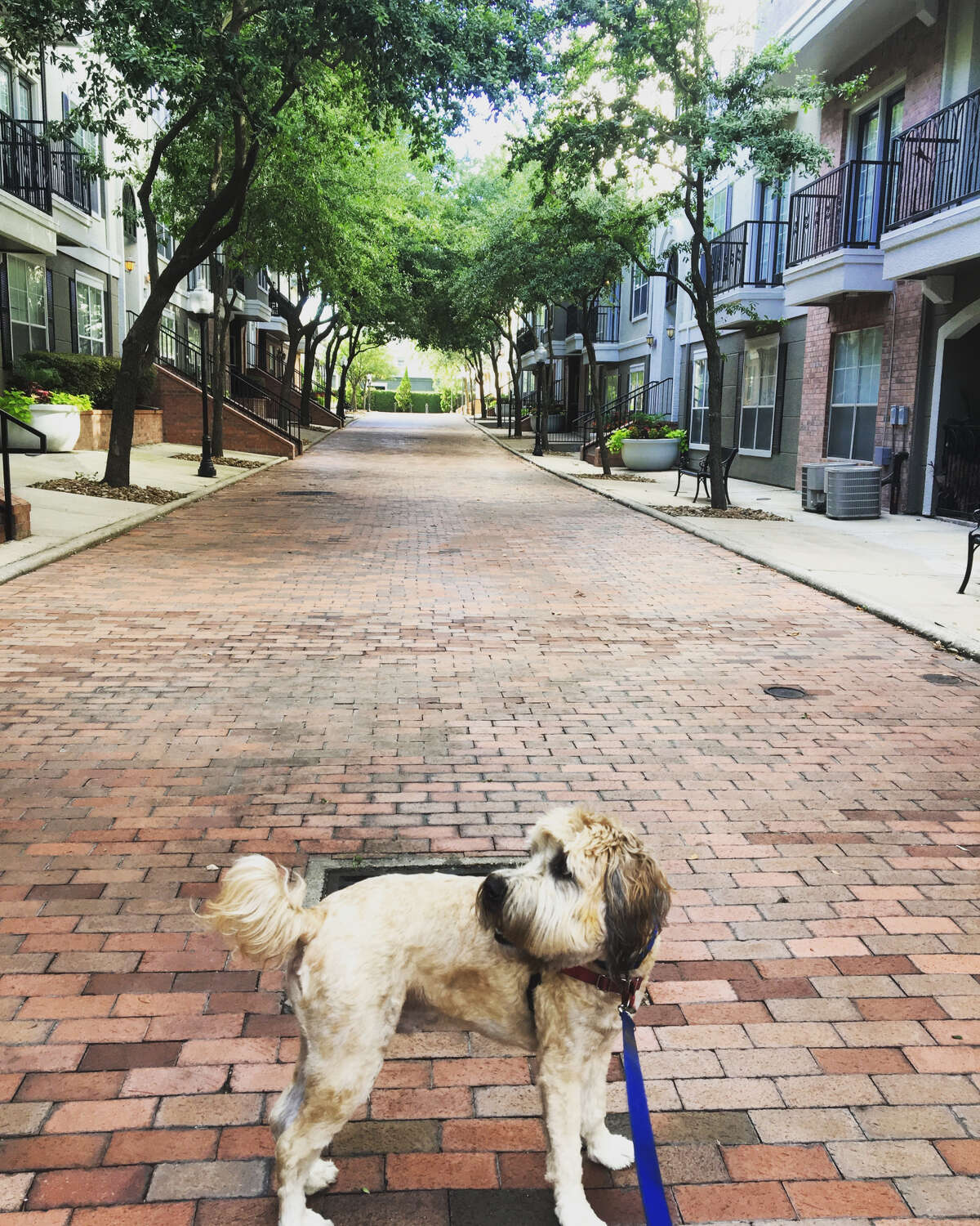 Houston Chronicle reporter Maggie Gordon's wheaten terrier, Teddy, was told "he's looking a little chubby" at a recent vet check-up. At 57 pounds, he's way over the average weight for his breed, and according to his vet, one of the 56 percent of American dogs who are overweight or obese.