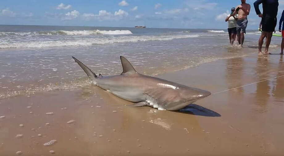 Sizable shark caught off beach along Surfside Houston Chronicle