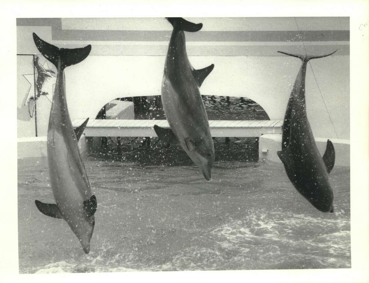 SeaArama in Galveston was an island attraction for decades
