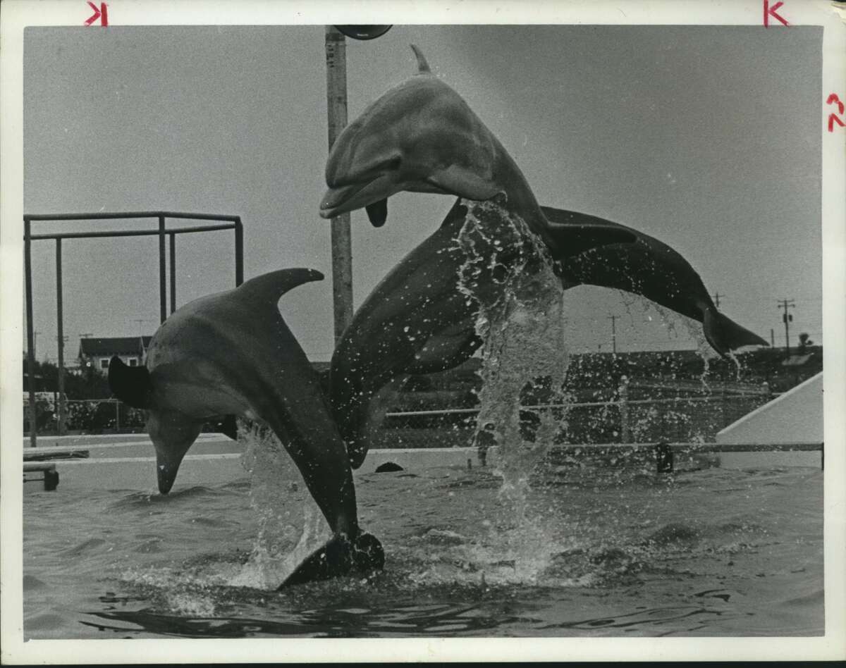 SeaArama in Galveston was an island attraction for decades