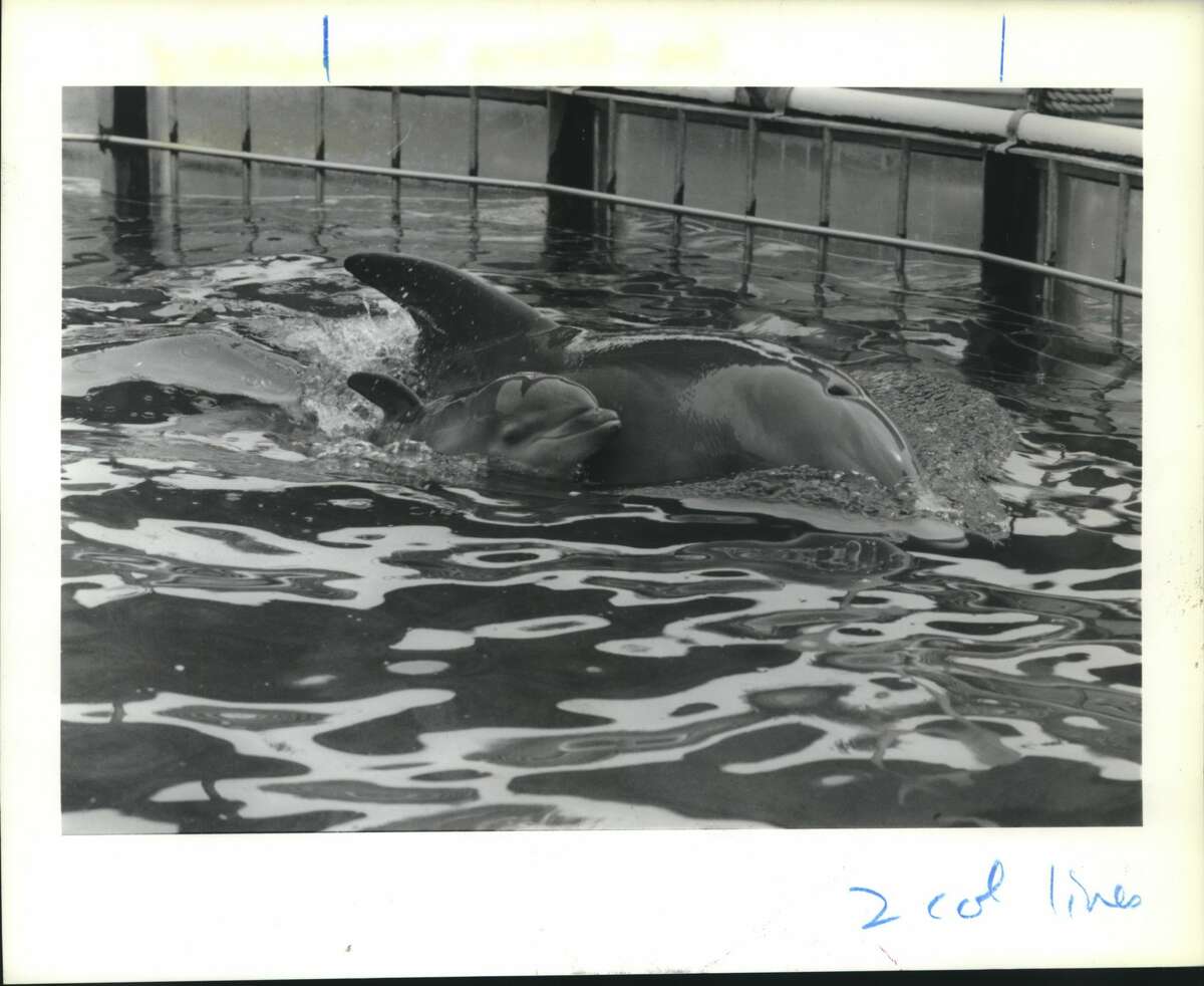 SeaArama in Galveston was an island attraction for decades