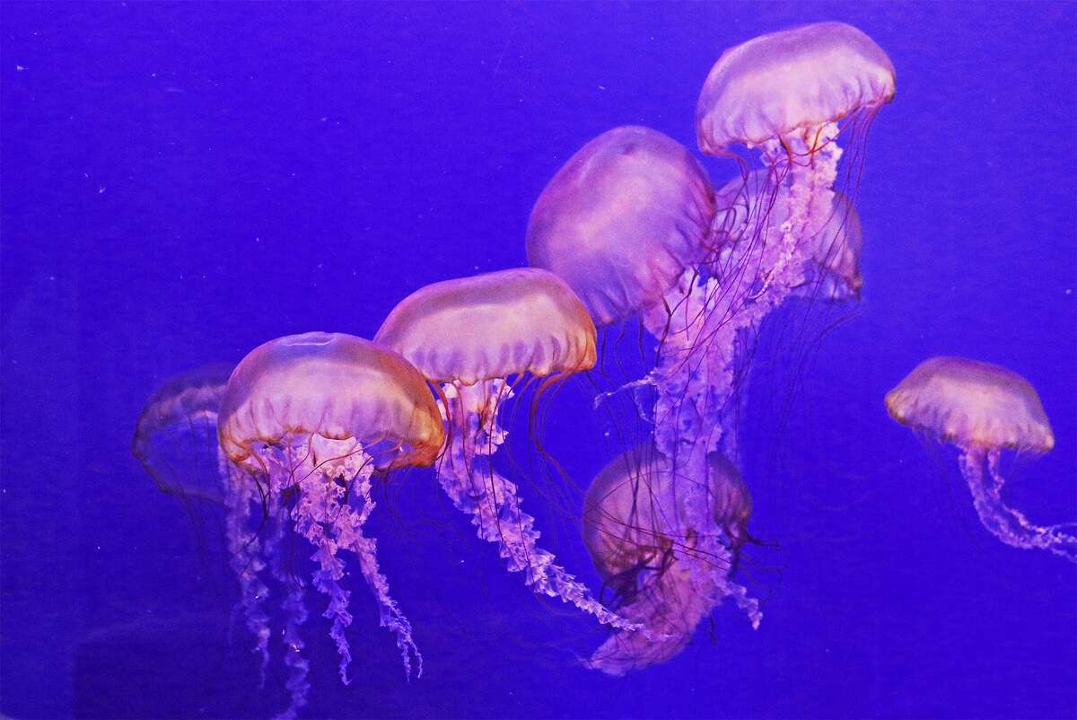 Maritime Aquarium at Norwalk turns 30 with fun events, discounted admission