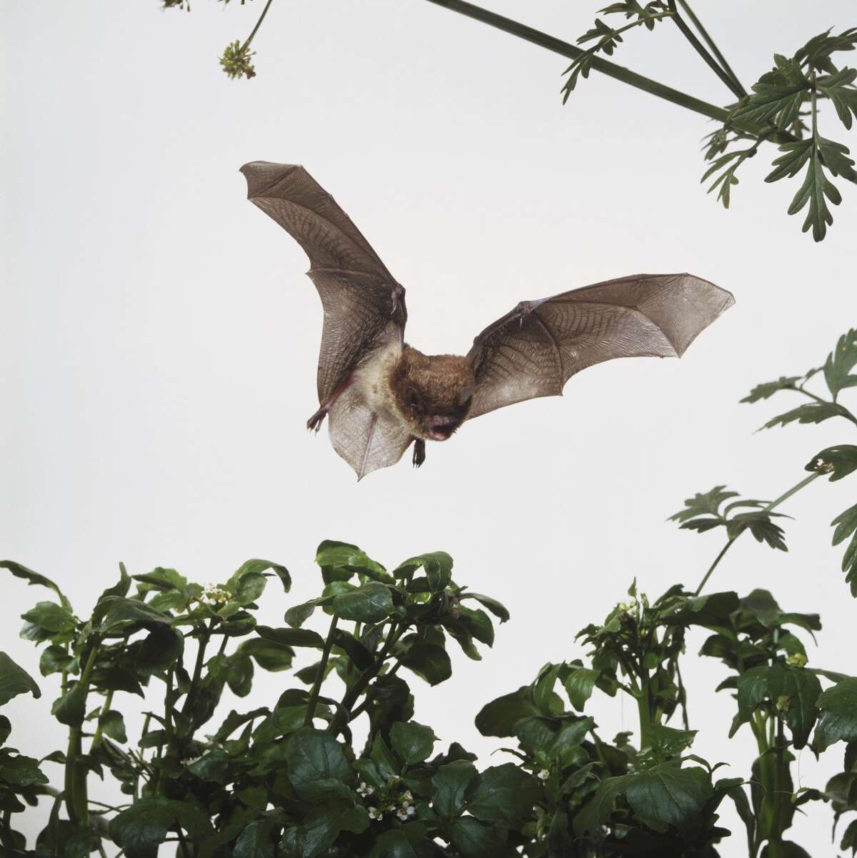 Slight uptick in bats with rabies across Michigan