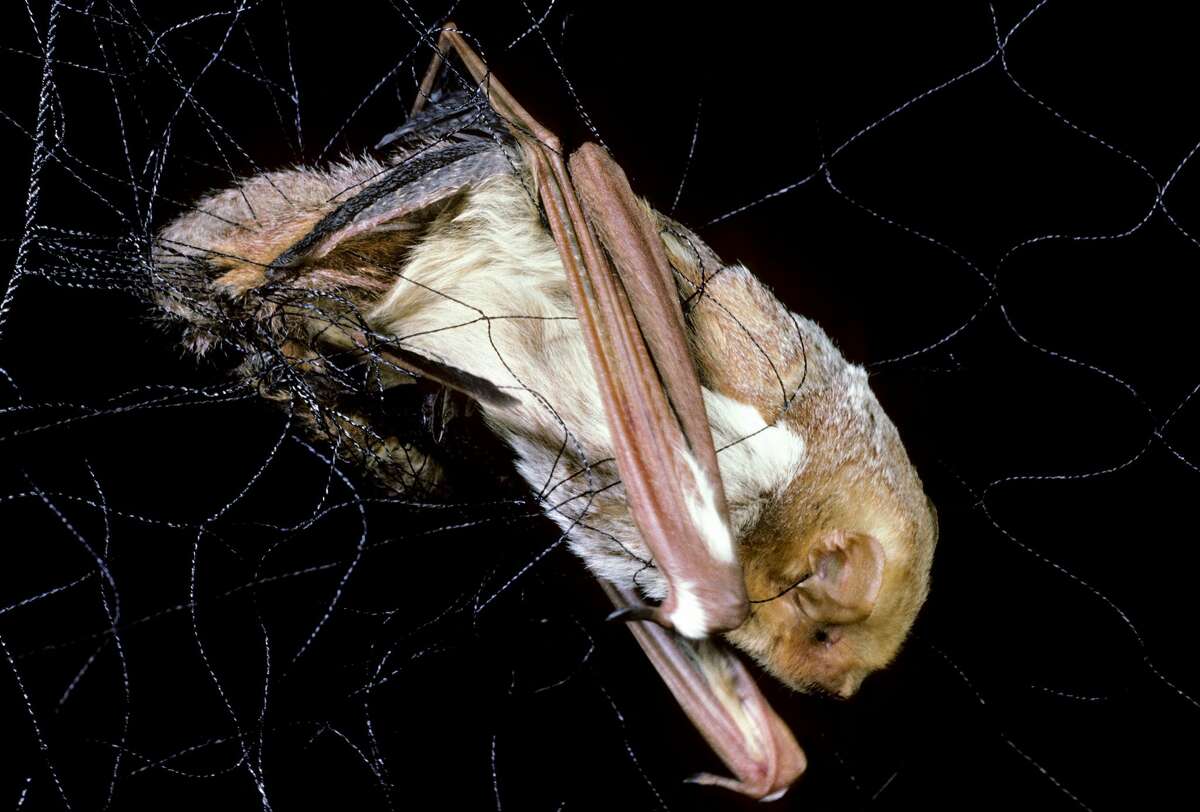 Slight uptick in bats with rabies across Michigan