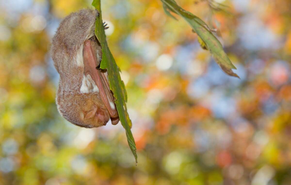Slight uptick in bats with rabies across Michigan