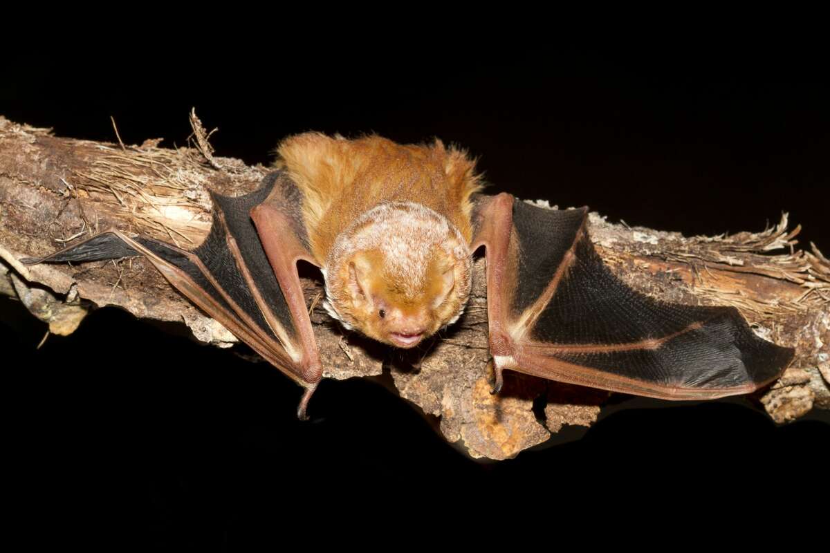Slight uptick in bats with rabies across Michigan