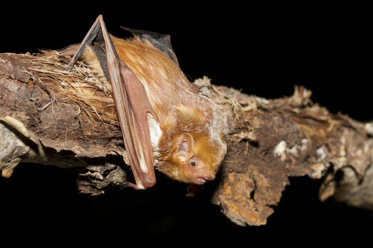 Slight uptick in bats with rabies across Michigan