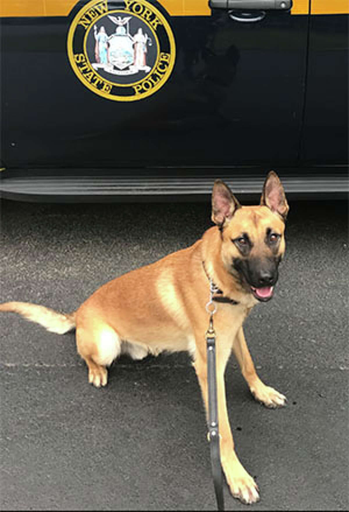Chase is a male Belgian Malinois who specializes in detecting narcotics, tracking and protecting his handler. He is based in Troop G’s Northway station and handled by Trooper Jarrod Bowman. Chase is named after Covel Chase Pierce. The 60-year-old died of brain cancer on March 10, 2011. The cancer was linked to his search and rescue work at ground zero after the Sept. 11, 2001, terrorist attacks. Pierce, a husband and father of two, served the State Police in Troop G and K for 30 years, and retired while assigned to the Saratoga barracks.