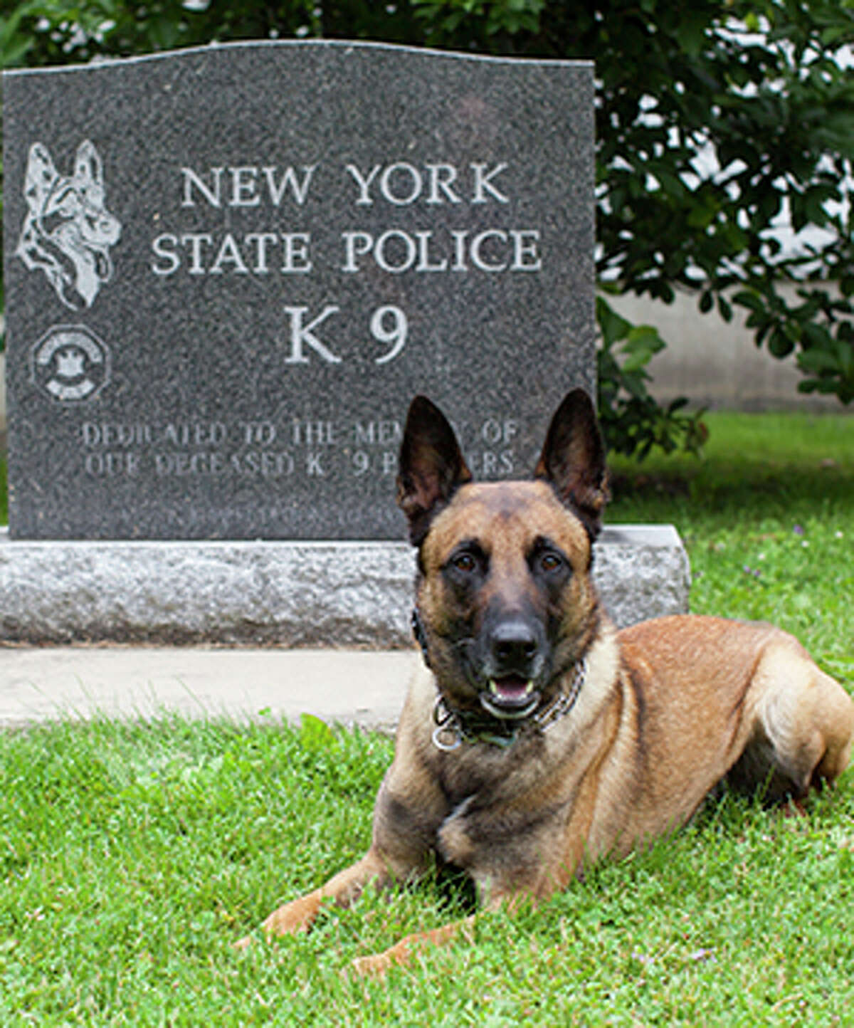 Brink is a male Malinois who specializes in sniffing out explosives. He is based at Division Headquarters in Albany with the Special Operations Response Team, and is handled by Technical Sgt. Jason Brewer. Brink is named after Trooper David C. Brinkerhoff. The 29-year-old was shot dead on April 25, 2007, while searching a Delaware County home where a burglar alarm was sounding. Troopers were already in the area looking for a man accused of shooting Trooper Matthew J. Gombosi earlier that day, and Brinkerhoff came upon him inside the home. The suspect fatally wounded Brinkerhoff and also shot Trooper Richard G. Mattson in an exchange of gunfire. Brinkerhoff spent nearly 10 years with the State Police and was assigned to the Coxsackie barracks when he died.