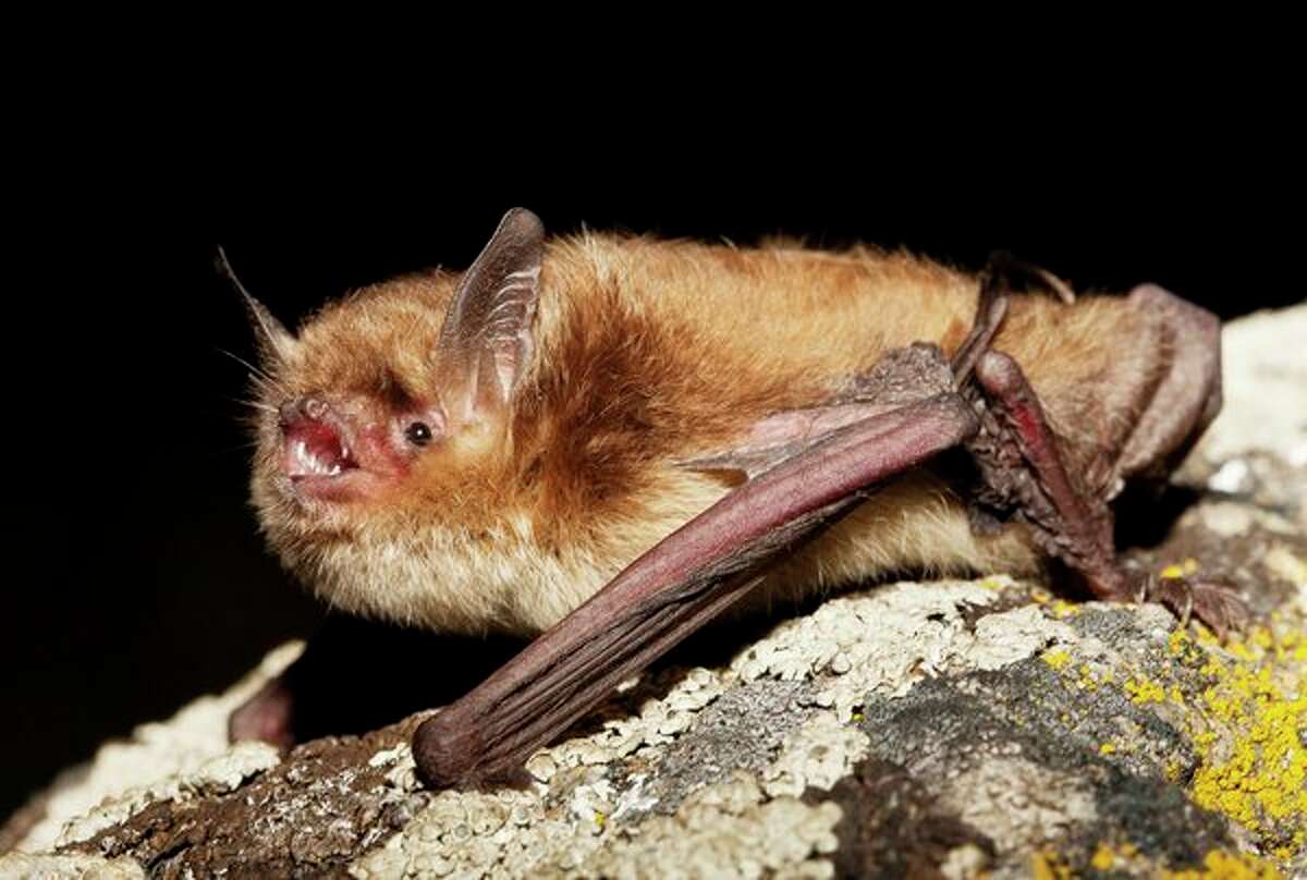 A little brown bat photographed in Canada is one of the species found in Michigan. (Getty Images/Jared Hobbs)