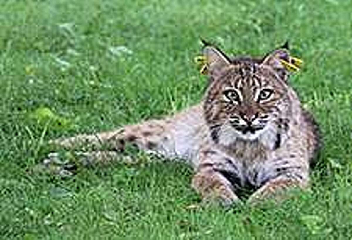 Year Of The Bobcat? CT Sightings On The Rise: Town-By-Town Updates