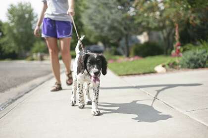 places to walk your dog