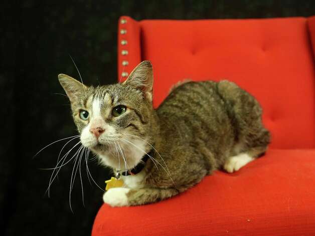 Pet Of The Week Animals Available At The Houston Spca Houston