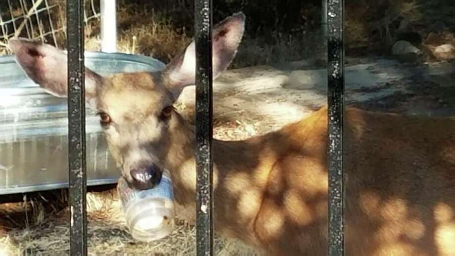Norcal Residents Concerned About Mother Deer With Jar Stuck On
