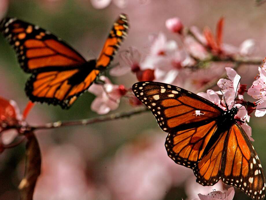 Monarch Butterflies And Chemical Pollution