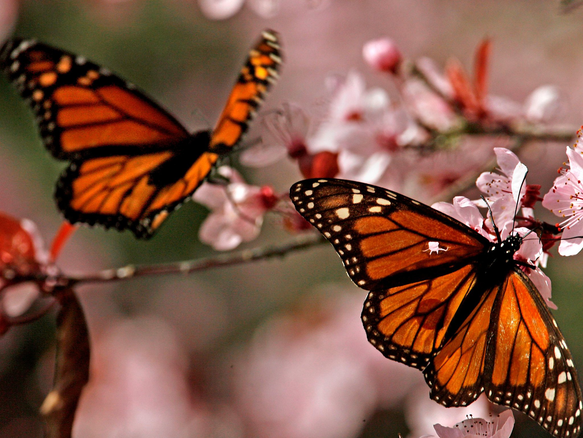 more-bad-news-for-monarch-butterflies-study-shows-climate-change-s