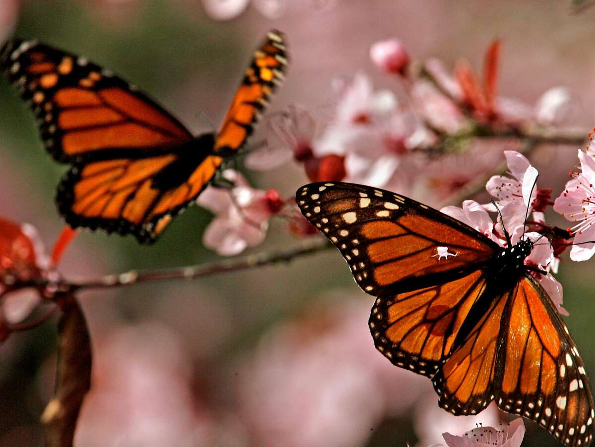 More Bad News For Monarch Butterflies Study Shows Climate Change S   1200x0 