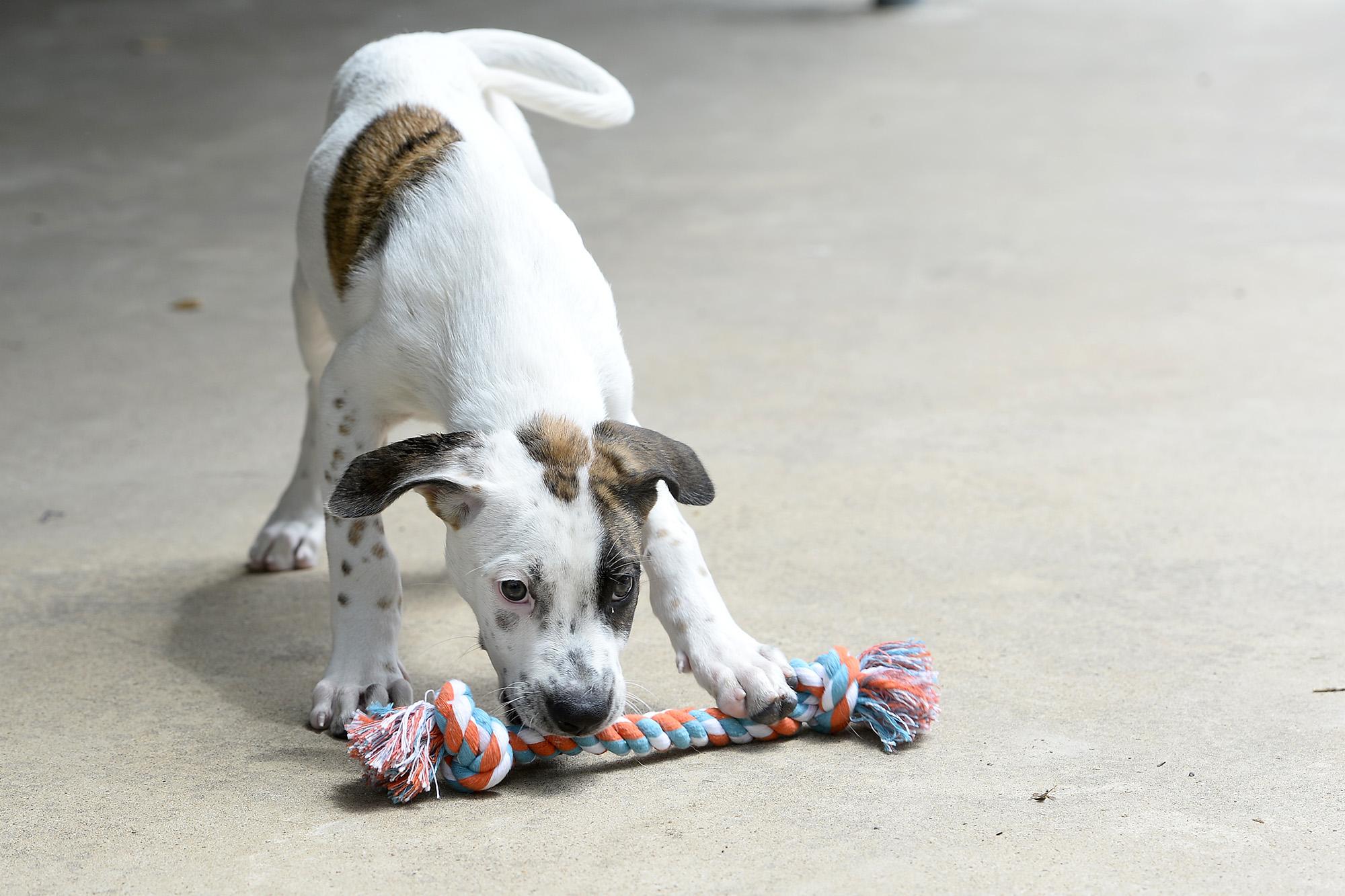 Photos Adoptable pets at Humane Society