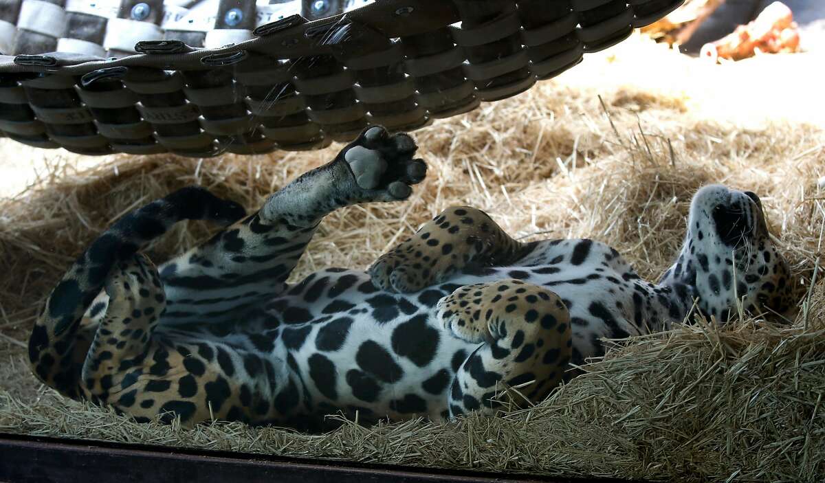 A jaguar naps in the shade during the grand opening of the California Trail at the Oakland Zoo in Oakland, Calif. on Thursday, July 12, 2018. The 56-acre exhibit featuring eight animal species native to California more than doubles the size of the zoo.