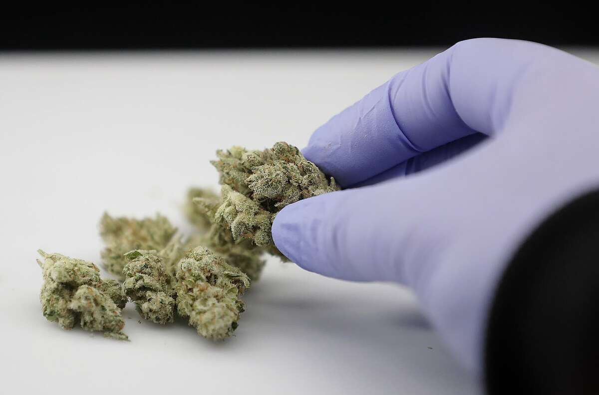 FILE - In this June 21, 2018, photo, a laboratory manager holds a cannabis sample in Oakland, Calif. A state-funded study in Utah designed to gauge marijuana�s impact on pain has been delayed so many times due to federal regulations that it might not be ready before the November general election when state voters will decide whether to pass a medical marijuana ballot initiative, the Deseret News reported. (AP Photo/Jeff Chiu, File)