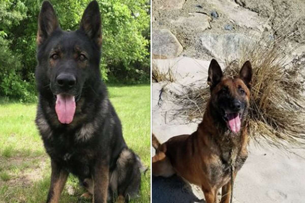 can you adopt old police dogs