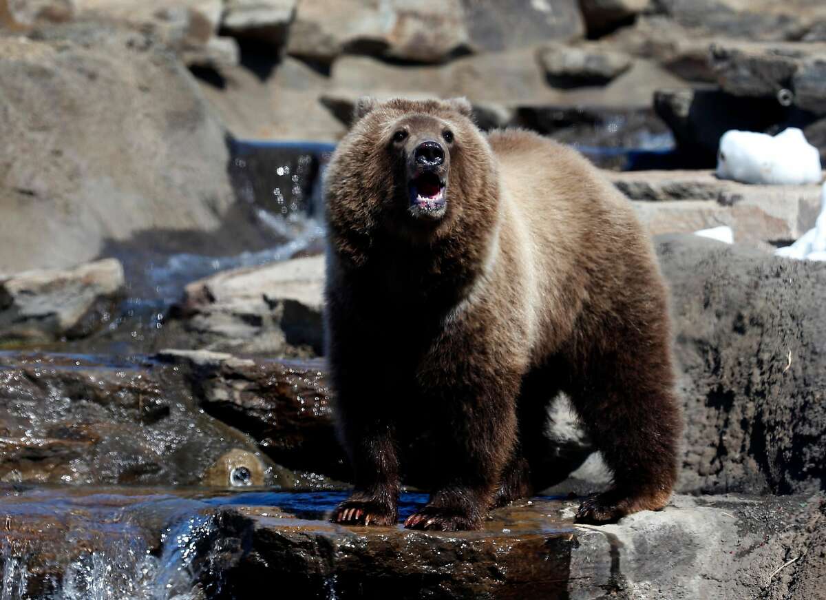 Oakland Zoo stays closed a second day, with focus on protecting most ...