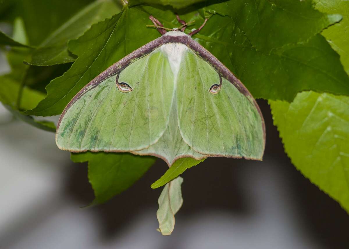 The Short Life Of A Silkworm Moth