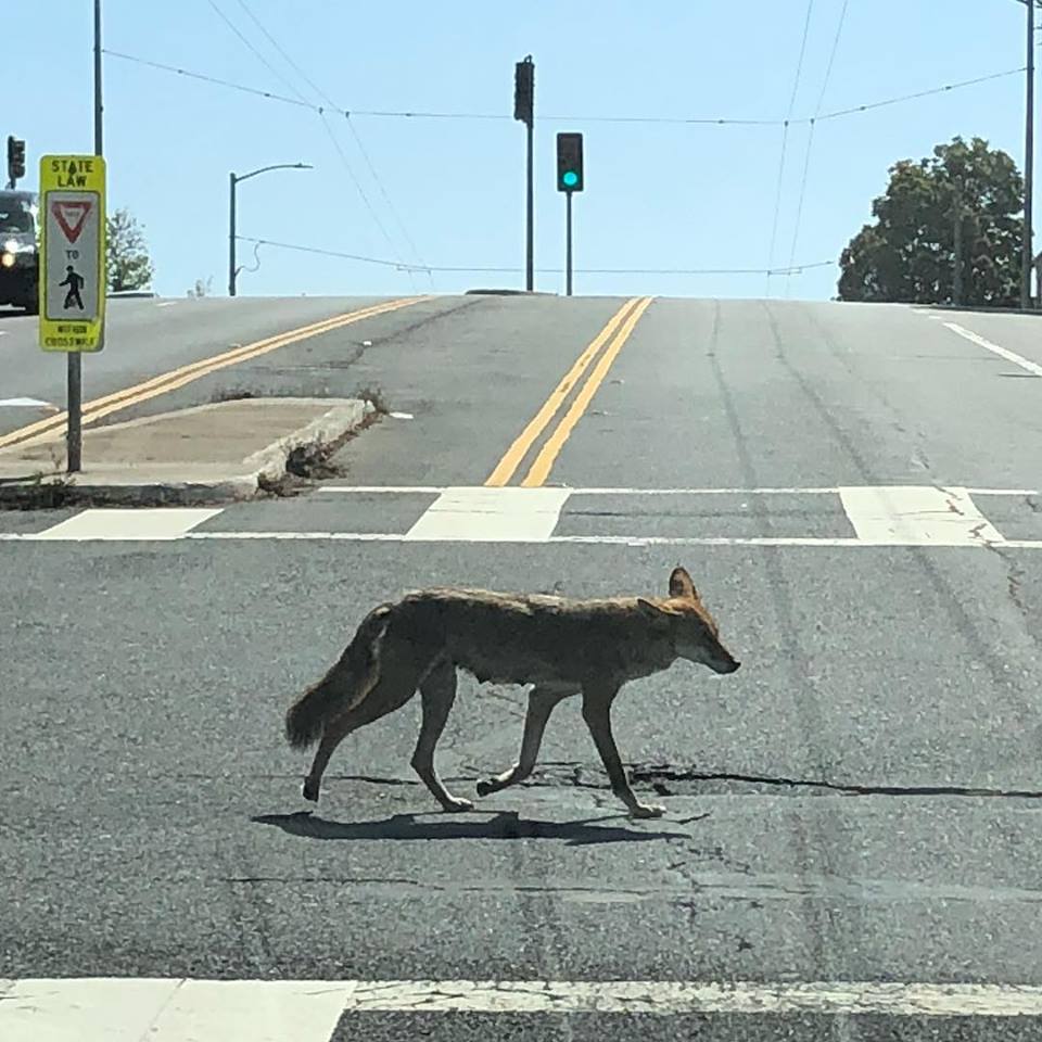 Coyotes are being spotted from San Francisco to Silicon Valley