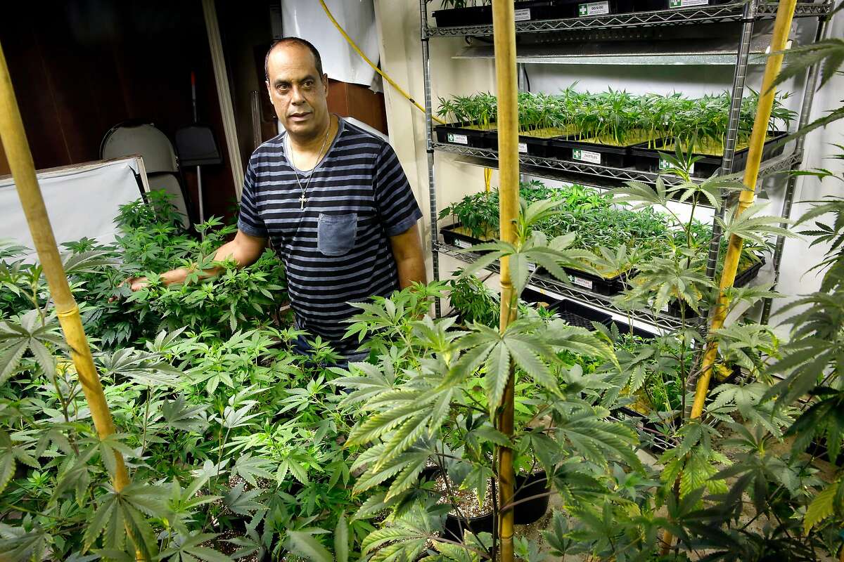 Alexis Bronson is surrounded by his cannabis clones he grows in his facility as seen on Tuesday Jan. 23, 2018. Bronson is the owner of Medicinal Organic which supplies clones of plants as well as seeds to cannabis dispensaries throughout the San Francisco Bay Area.