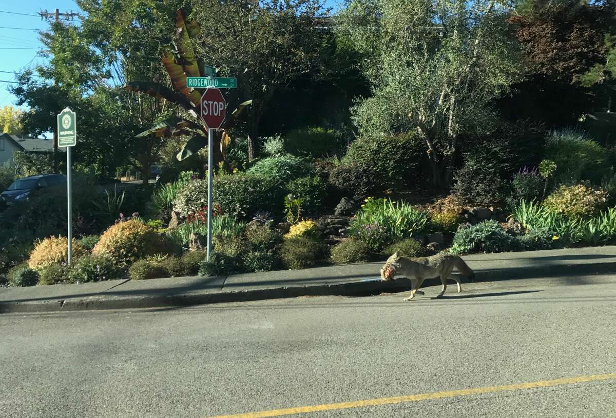 A coyote carries a carcass in its mouth through the Sun Valley neighborhood of San Rafael.