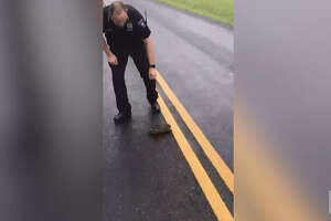 Texas sheriff gets national attention for failed attempt to catch a turtle