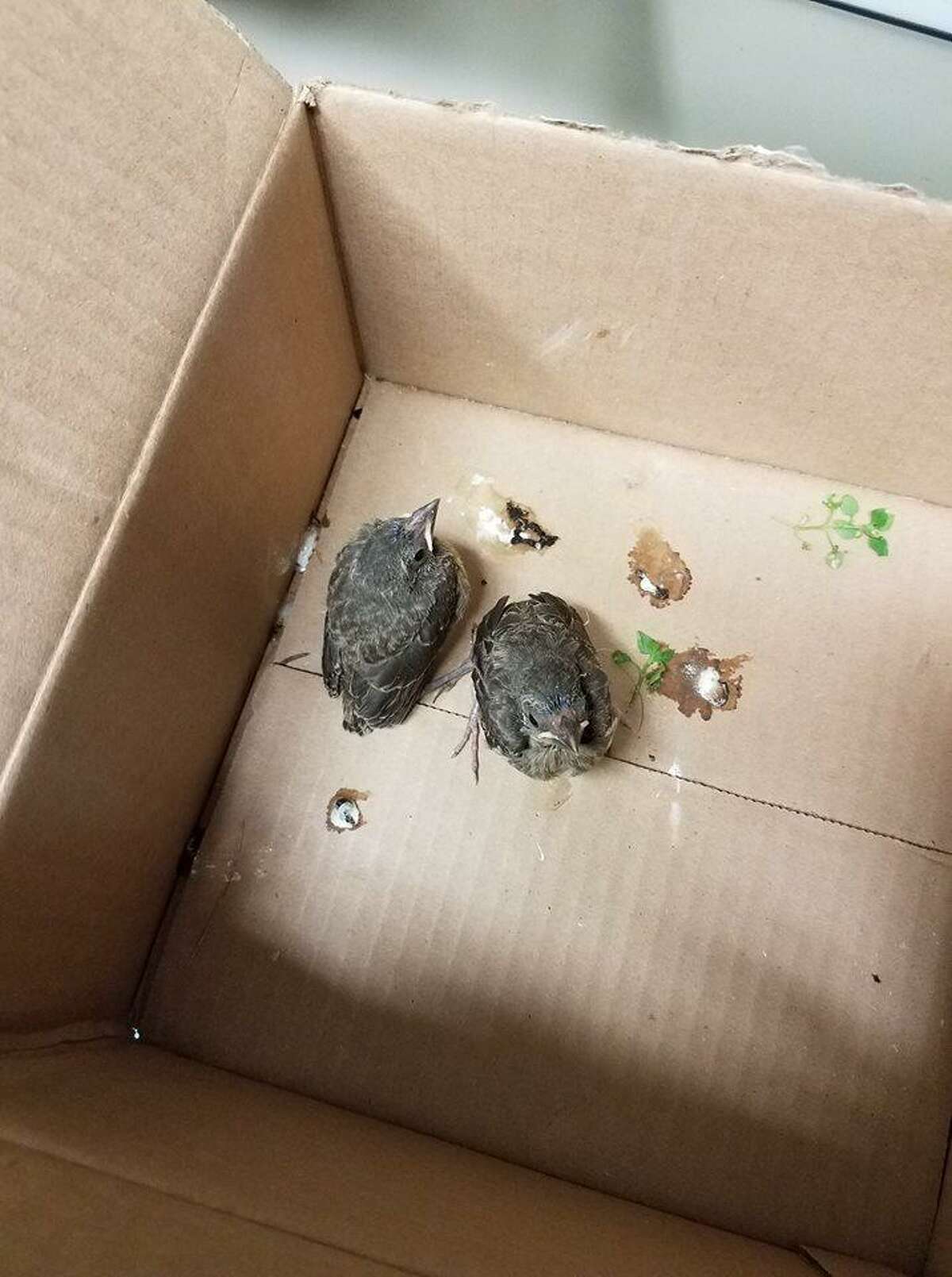 These fledgling house sparrows were left in a box at the Ansonia Nature Center, which, the center's staff stated in a Facebook post, could impede the birds' development.