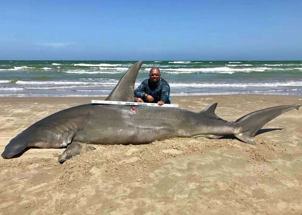 A man caught a 14-foot hammerhead shark at Padre Island National Seashore Saturday afternoon. He tried to release the shark after, but eventually was forced to accept that "she was done," the man said in a Facebook post. The shark meat was donated. (Courtesy of South Texas Fishing Association).