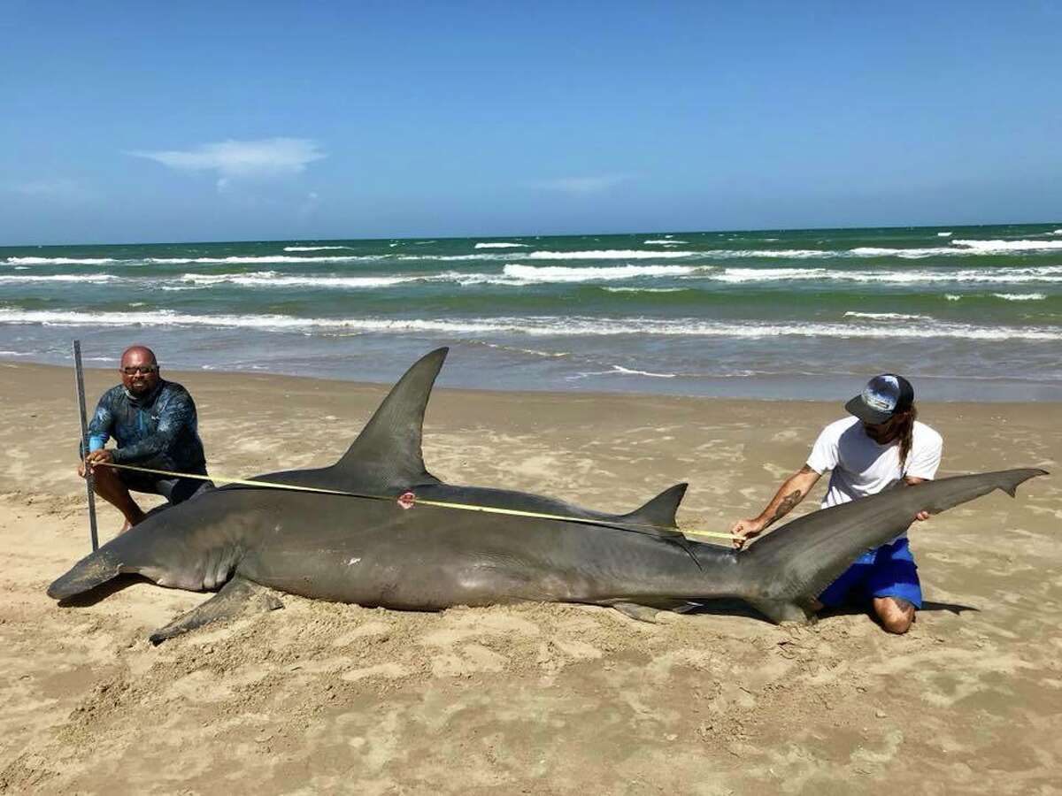 Giant Hammerhead Shark. Тигровая акула Пхукет. Акула в море.