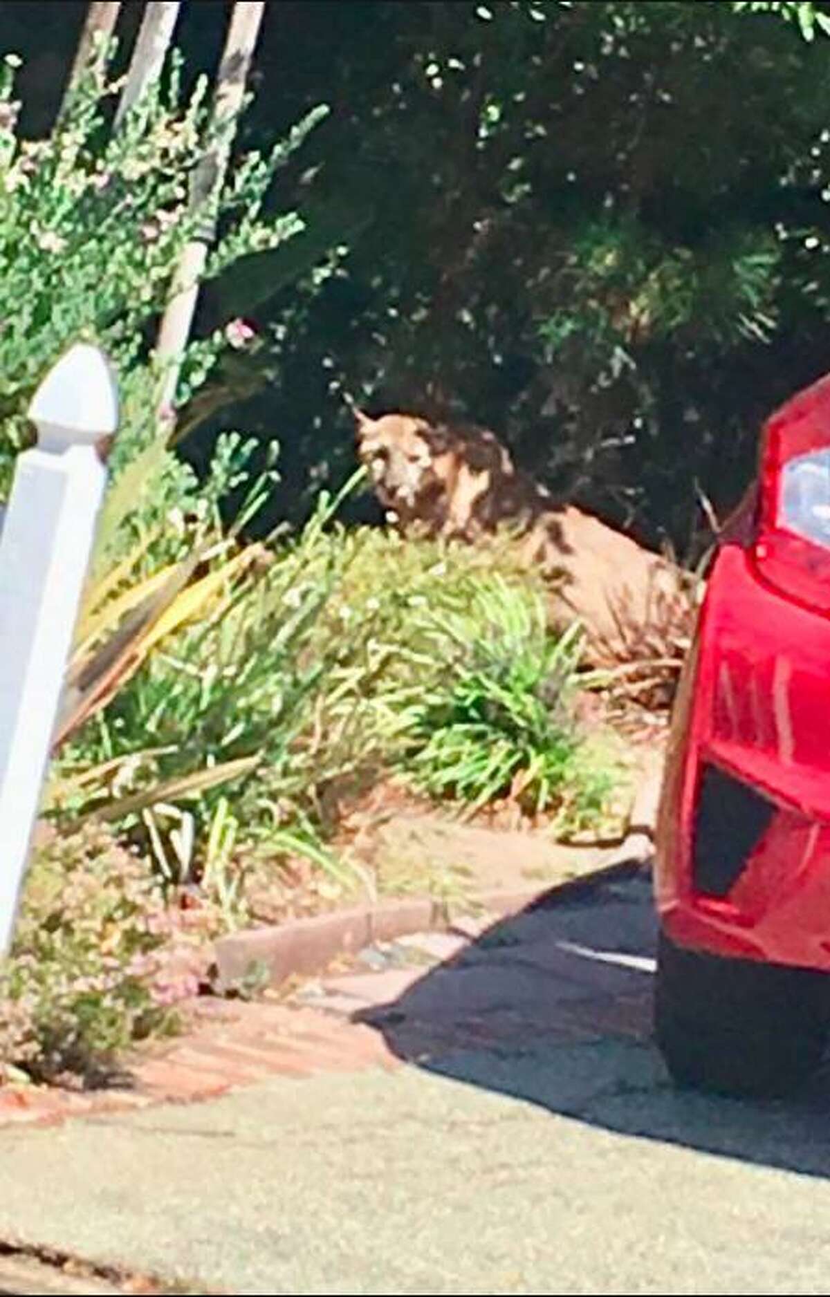 A mountain lion was spotted walking around the backyard of a San Mateo home Monday morning and after almost a full day of attempting to safely corral the puma, wildlife officials successfully tranquilized it, authorities said on July 16, 2018.