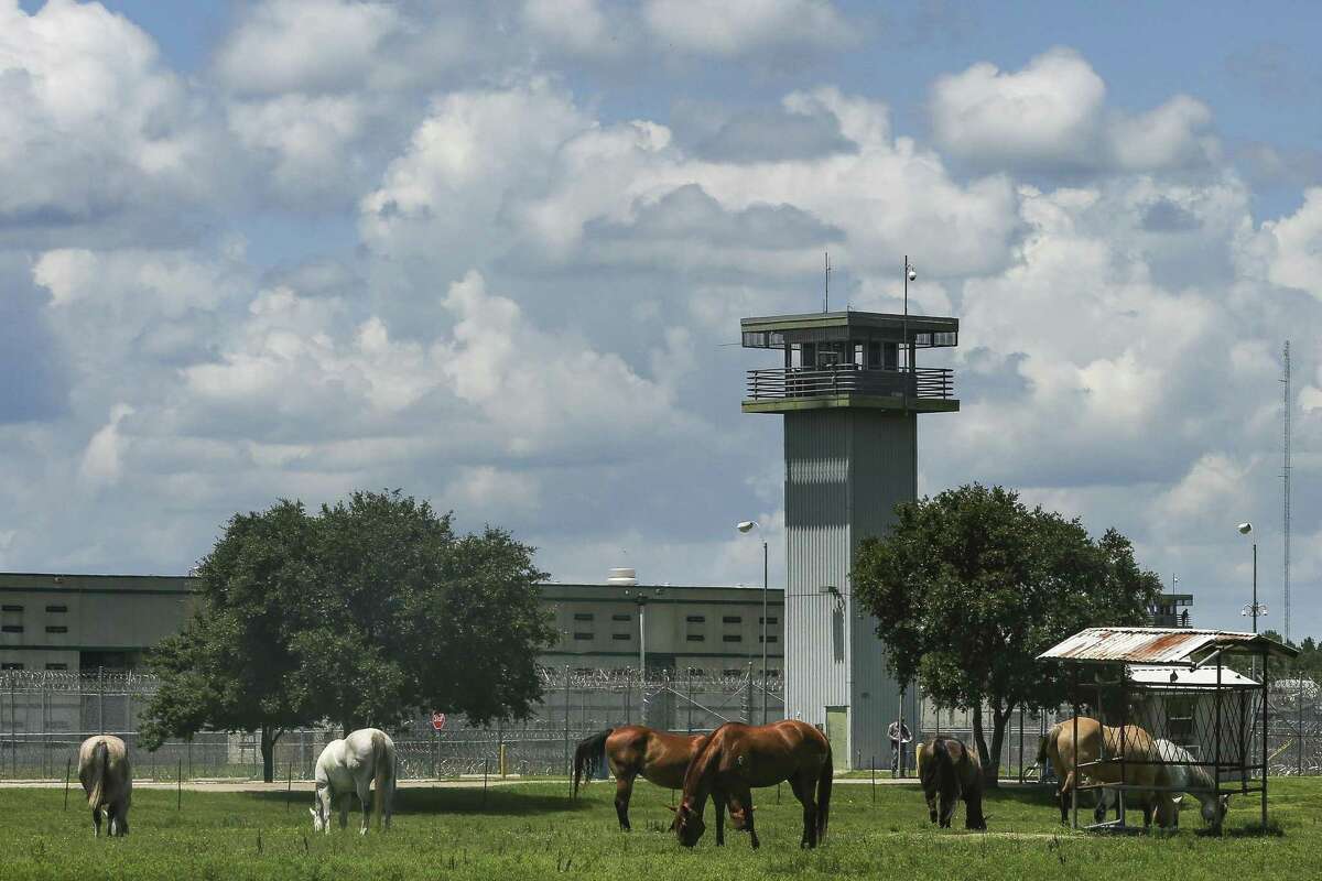 Horses graze outside the TDCJ Allan B. Polunsky Unit July 14, 2018 in Livingston. Christopher Young, who is on death row there for the 2004 murder of Hasmukhbhai Patel, an owner of a San Antonio mini-mart, is scheduled to be executed Tuesday, July 17. (Michael Ciaglo / Houston Chronicle)