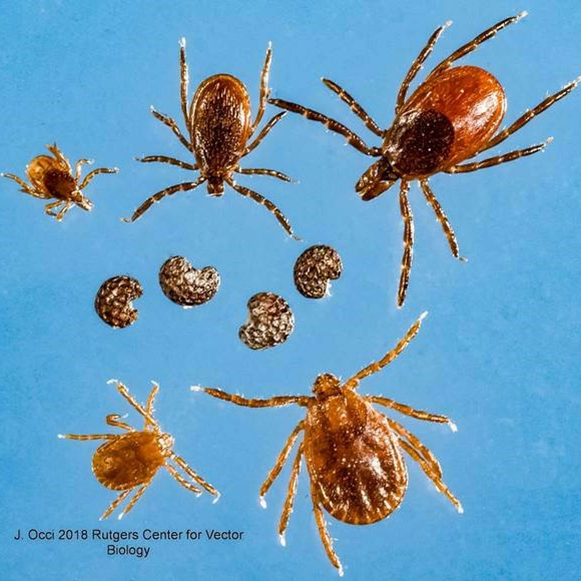 A new tick species ID'ed in NY