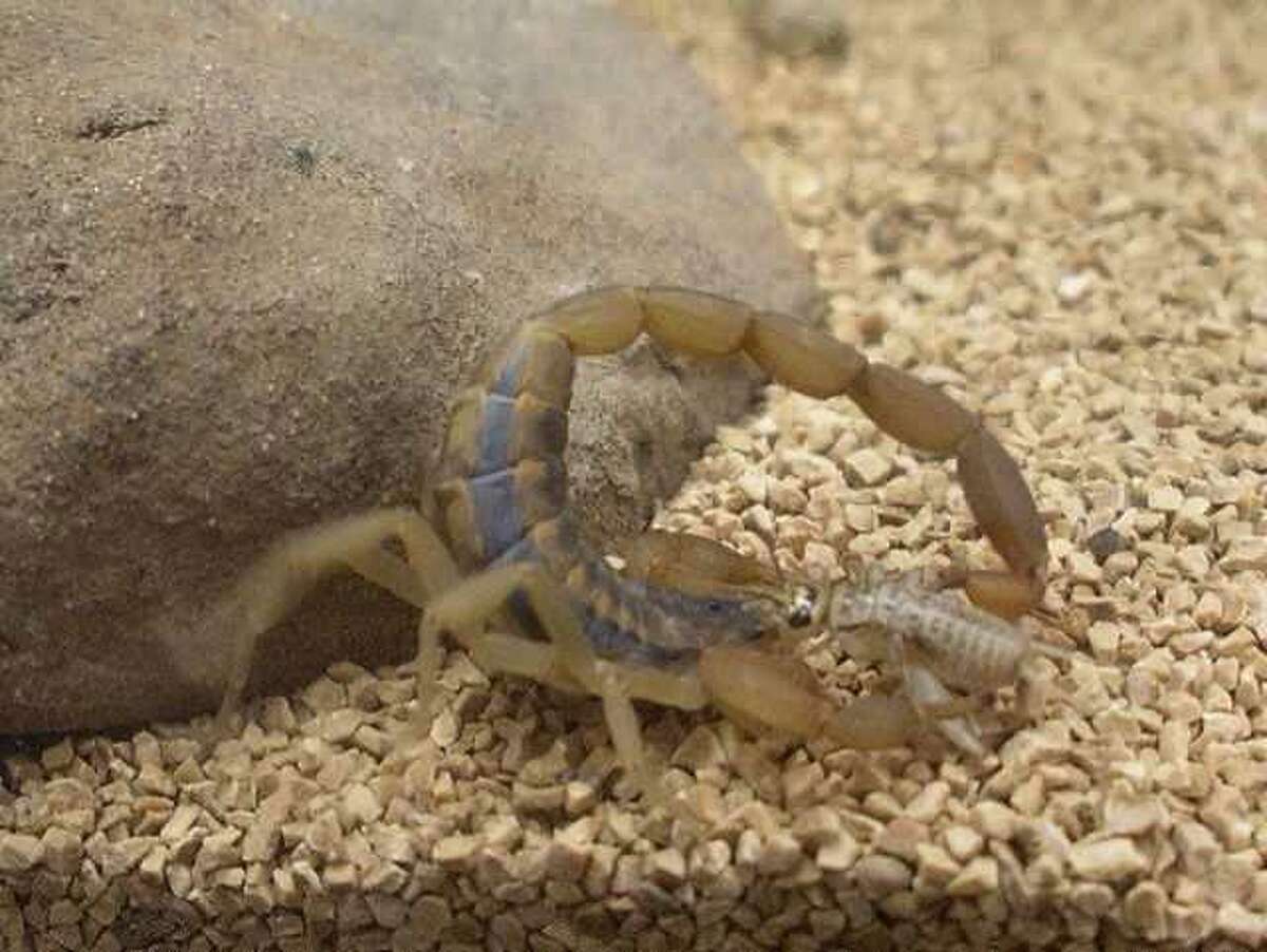 The striped bark scorpion is the most common scorpion in Central Texas. Scorpions are more likely to be found indoors during the summer as they try to escape the extreme heat.