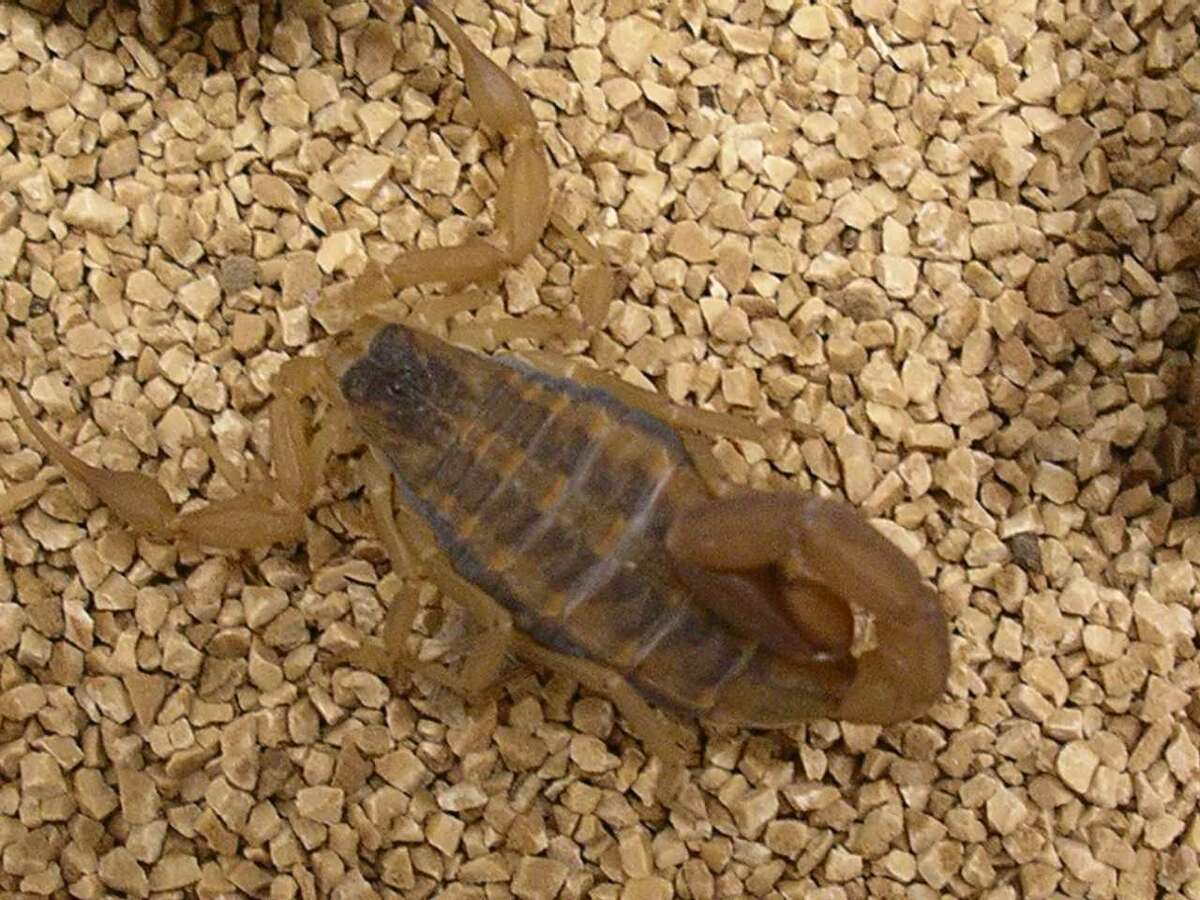 The striped bark scorpion is the most common scorpion in Central Texas. Scorpions are more likely to be found indoors during the summer as they try to escape the extreme heat.