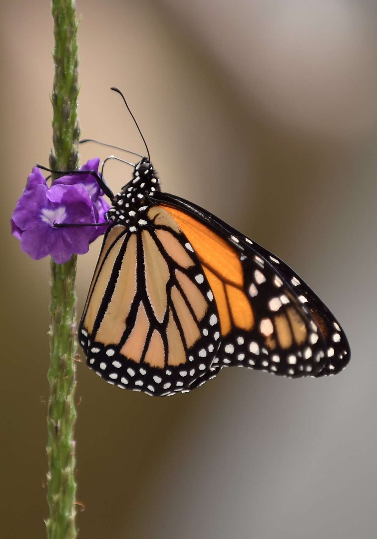 A Monarch butterfly (Danaus plexippus) is pictured at a butterfly farm in the Chapultepec Zoo in Mexico City on April 7, 2017. Millions of monarch butterflies arrive each year to Mexico after travelling more than 4,500 kilometres from the United States and Canada. / AFP PHOTO / Pedro Pardo (Photo credit should read PEDRO PARDO/AFP/Getty Images)