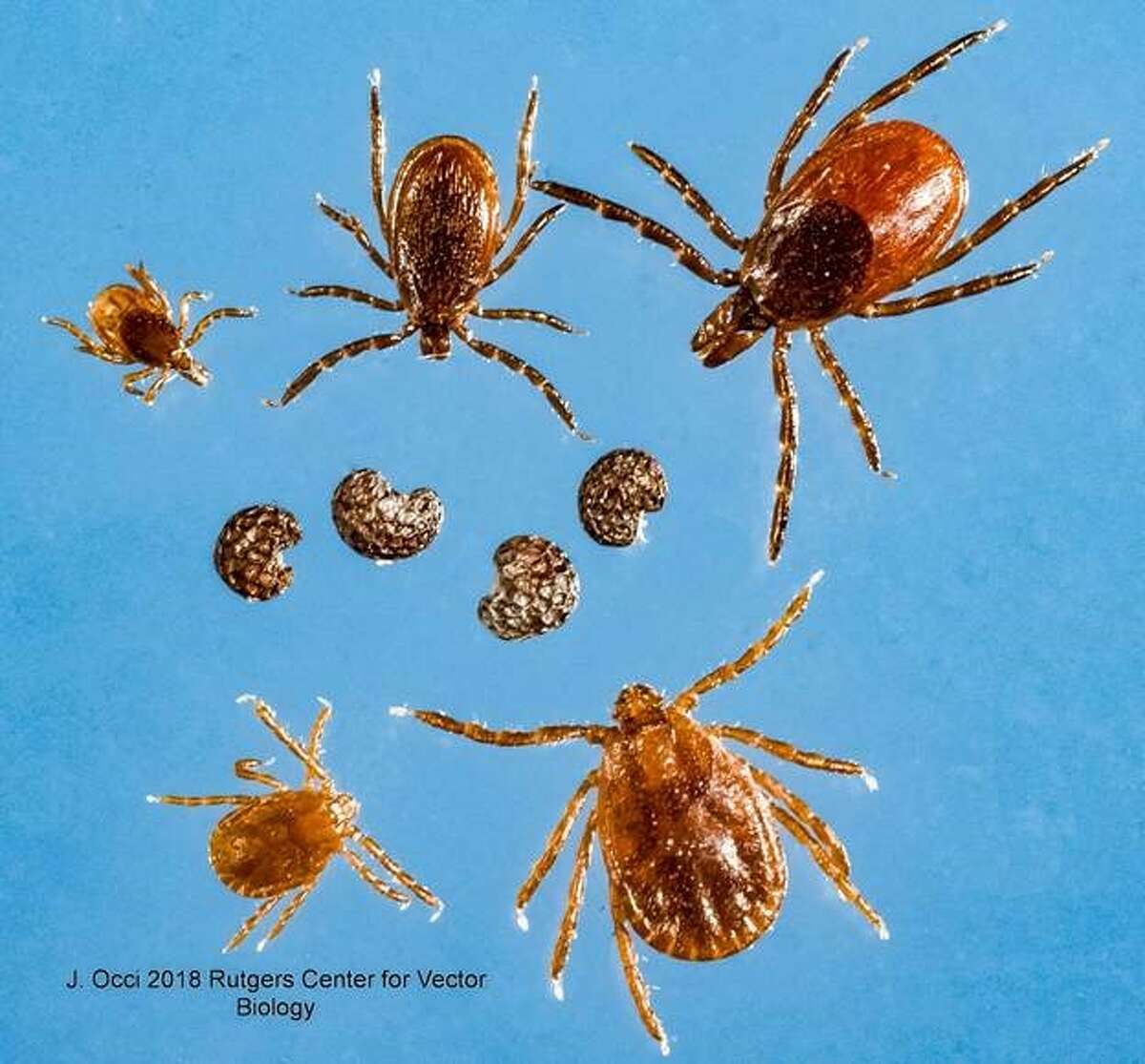 Top row: The black-legged/deer tick familyMiddle row: Poppy seeds Bottom row: Nymph and adult longhorned ticksSource: New York State Department of Health