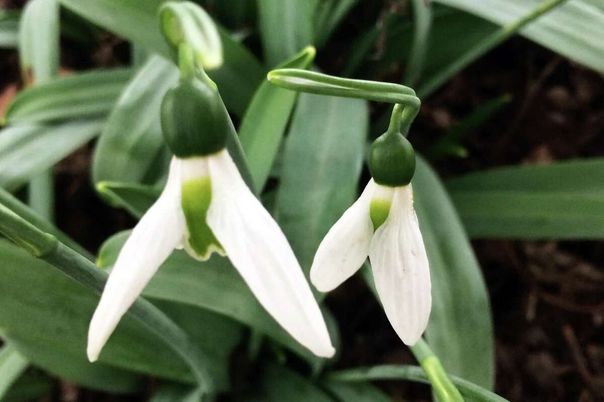 Honeybees emerge in winter when temperatures are above 50 degrees. Early blooms such as the snowdrop can be of vital help.