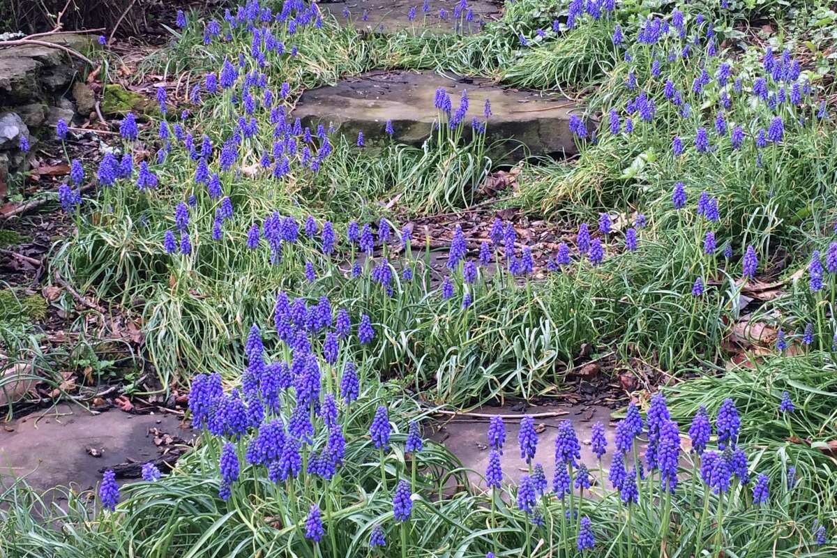 Grape hyacinths are another useful early spring bulb planted in early fall. The more the merrier.