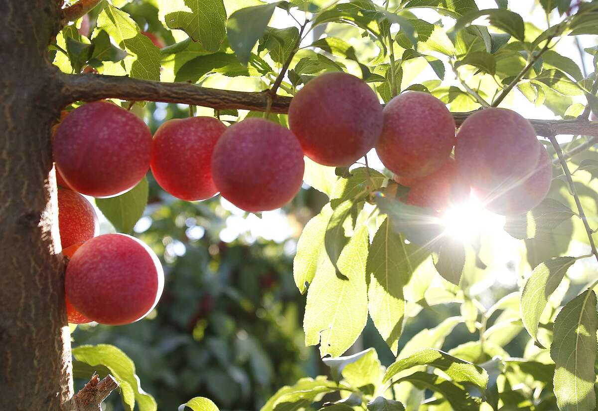 Plums and cherries marry into a delicious new hybrid