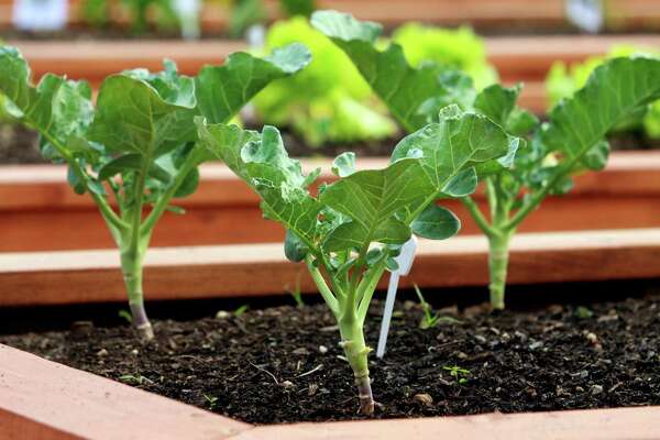 United Way S Community Gardens Fill Vacant Spots And Stomachs In